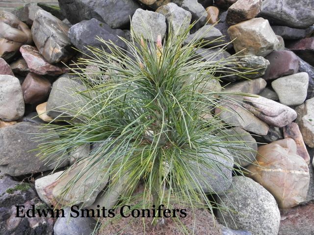 Pinus armandii ‘Dariusz Compact’